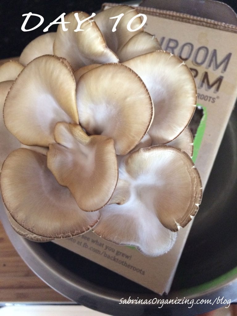 day10 oyster mushrooms