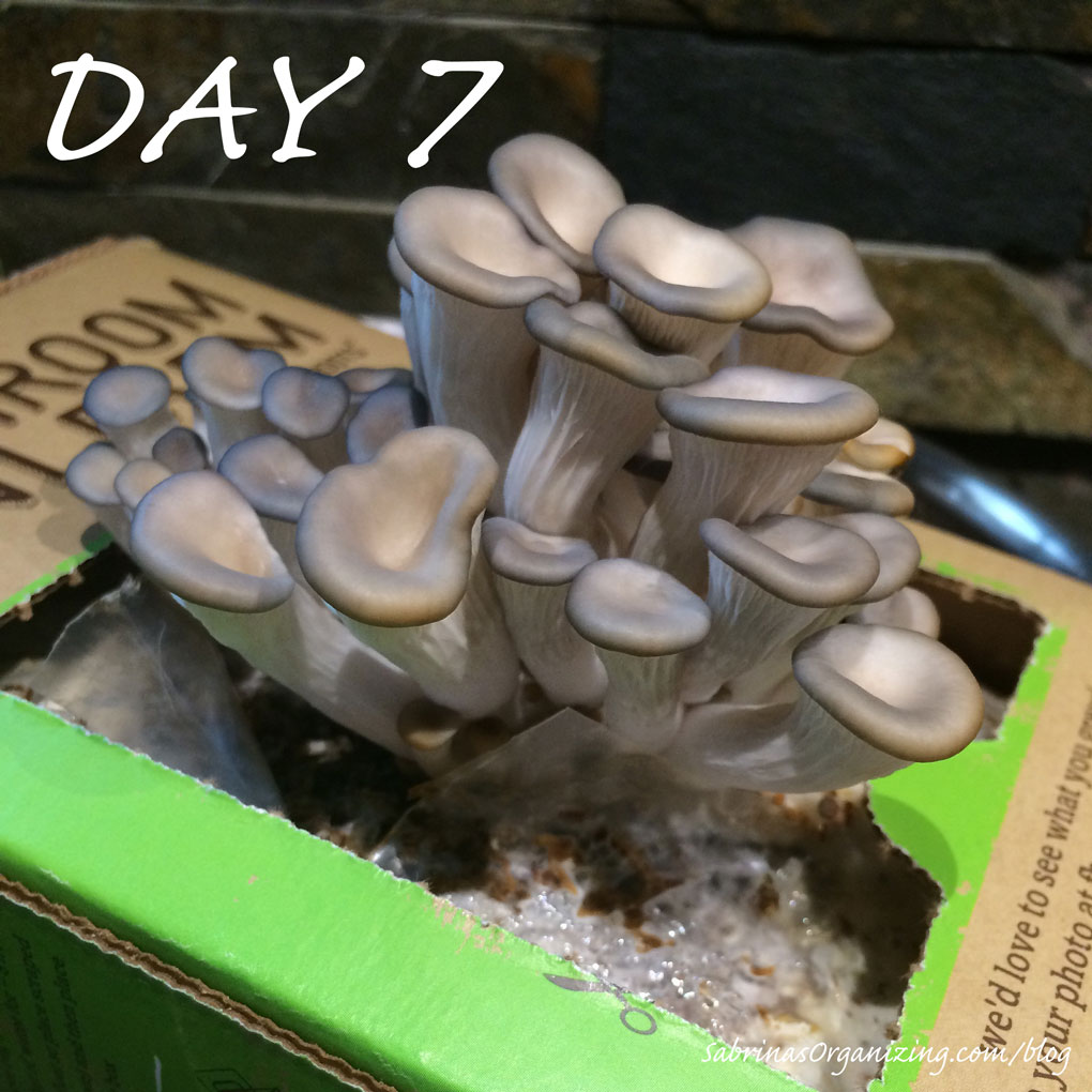 day7 oyster mushrooms