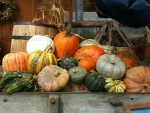 autumn pumpkins 