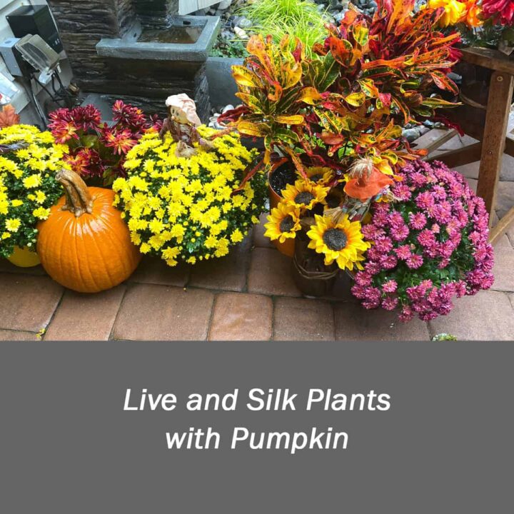 Live and Silk Plants with Pumpkin aligned the walkway near the porch