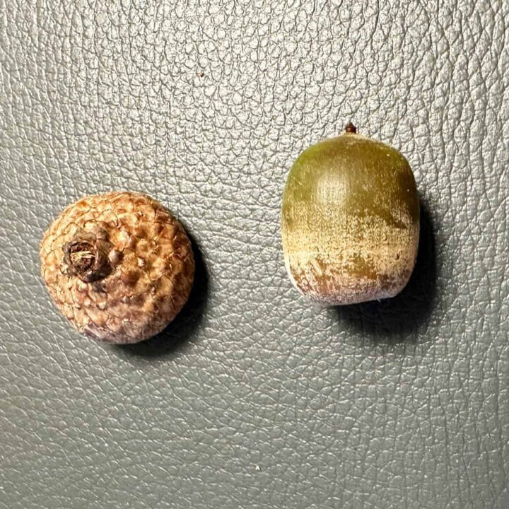 Top and Bottom of the Acorn