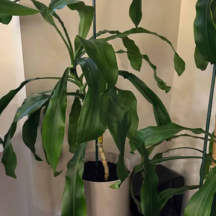 small corn plant in the corner