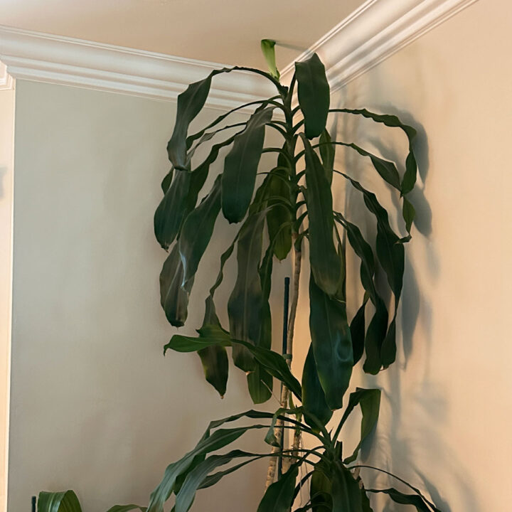 corn plant in the corner of the living room touching the ceiling
