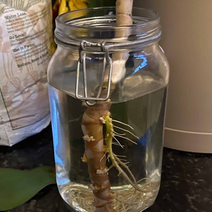 Large mason jar and plant with roots inside