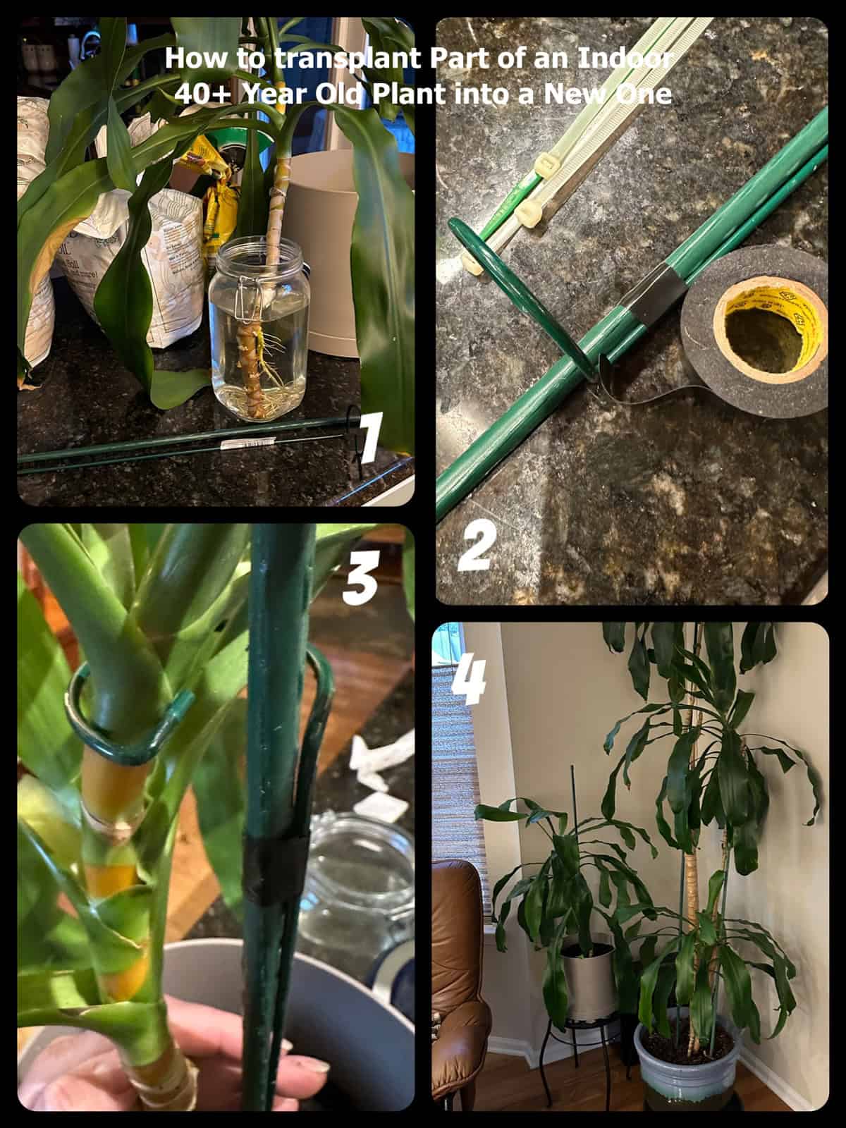 11+ How To Care For Corn Plant How to transplant an indoor 40+ Year Old Plant into a New One