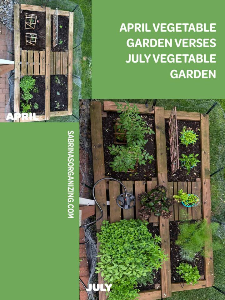 Pinterest image of april to july - sharing the when it was planted to where the garden is now.