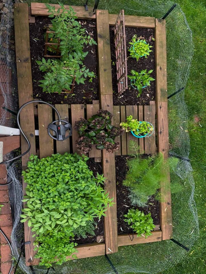 top view of vegetable raised bed garden