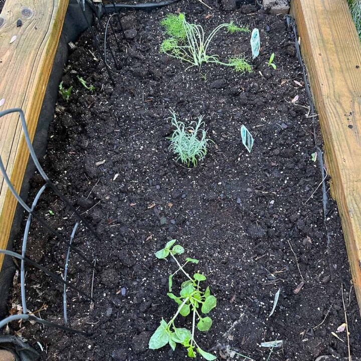 Basil Curry fennel rasied bed garden square image