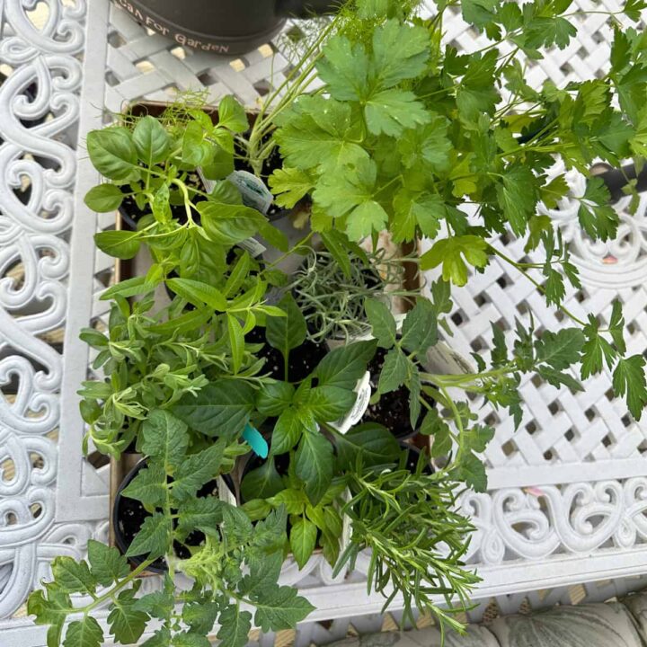 the plants I bought for the garden - square image
