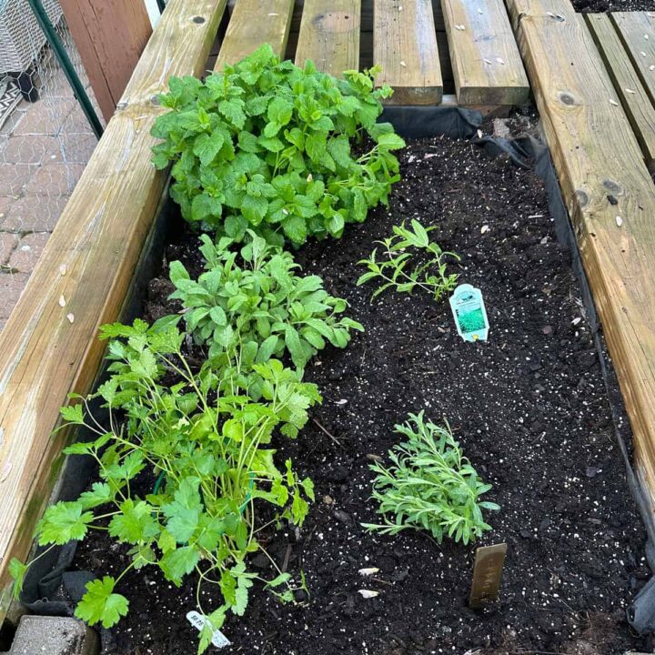 the lavendar, sage, parsley, lemon balm and lemon verbana plants in a raised bed