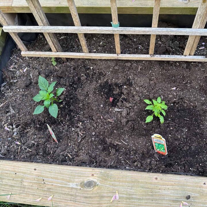 italian pepper plants on a raised bed