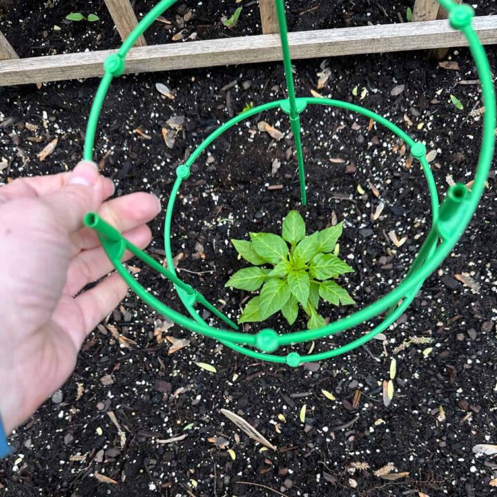 a hand holding the stake and placing it around the pepper plant