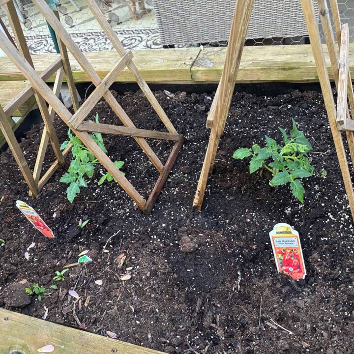 two plum pepper plants with the wooden tomato cages on top