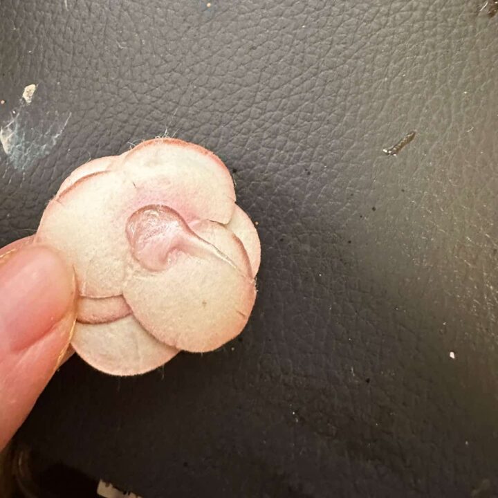 glue in the back of the paper flower square image