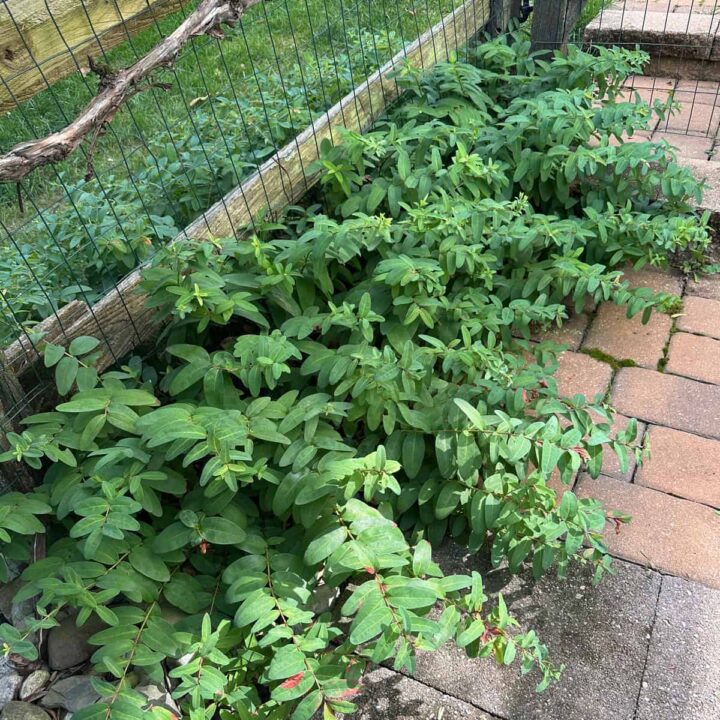 before saint johns wort bush along the walkway