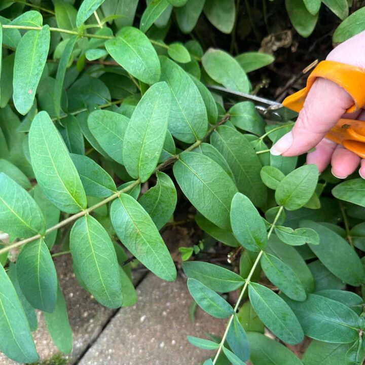 scissors and branch of st. john's wort