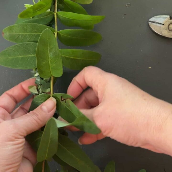 Two hands wrapping wire around the wreath and branch