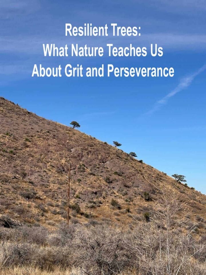 Trees on a hillside with the title of the post at top center. Pinterest image