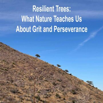 Trees on a hillside with the title of the post at top center. square image