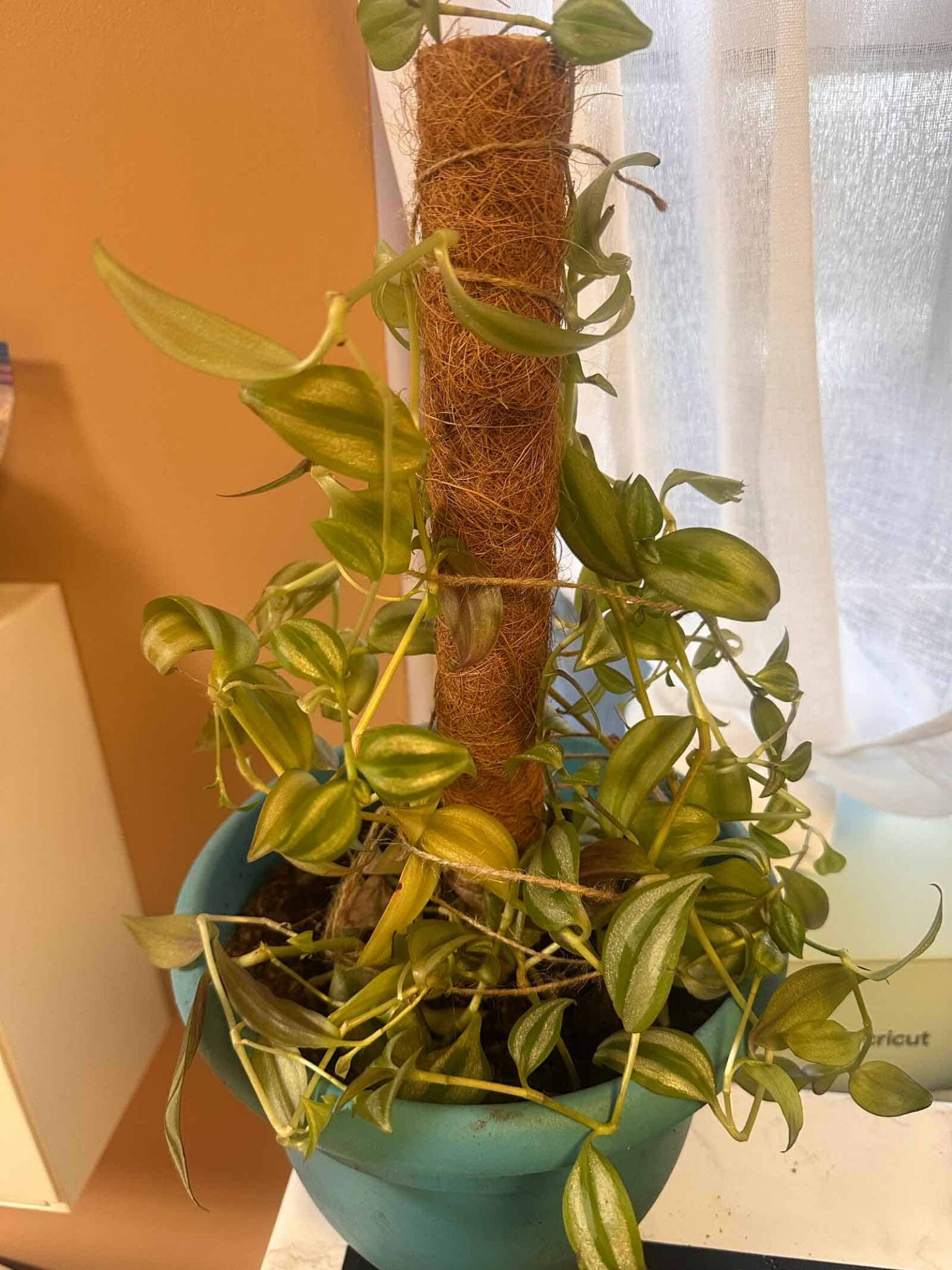 moving the ivy around the coconut stake with the rope - square image