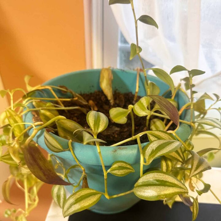 before image with the ivy hanging down on the side of the teal pot