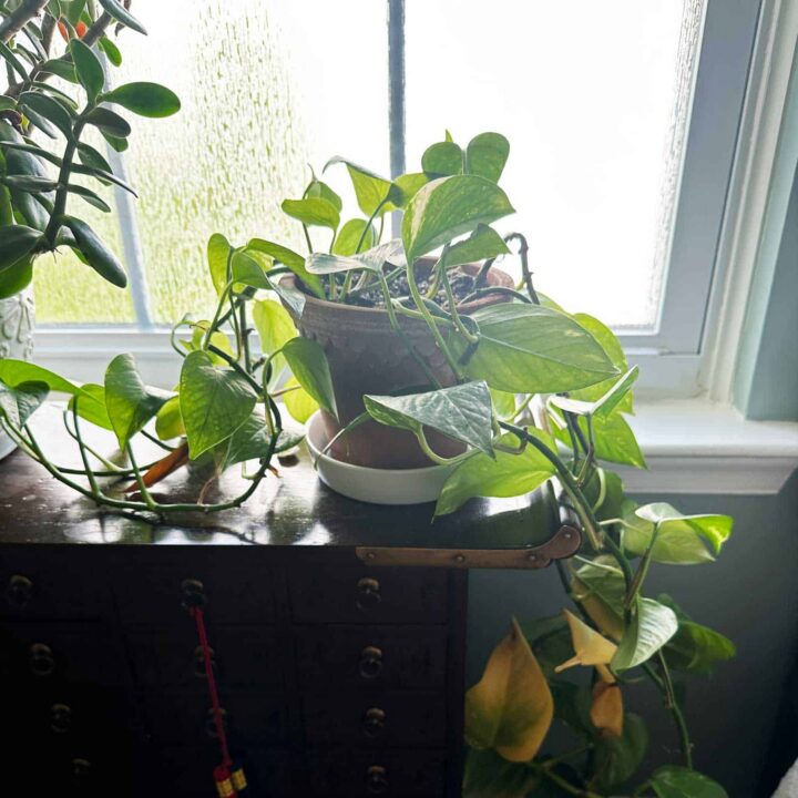 before image - plant on a cabinet with leaves hanging down