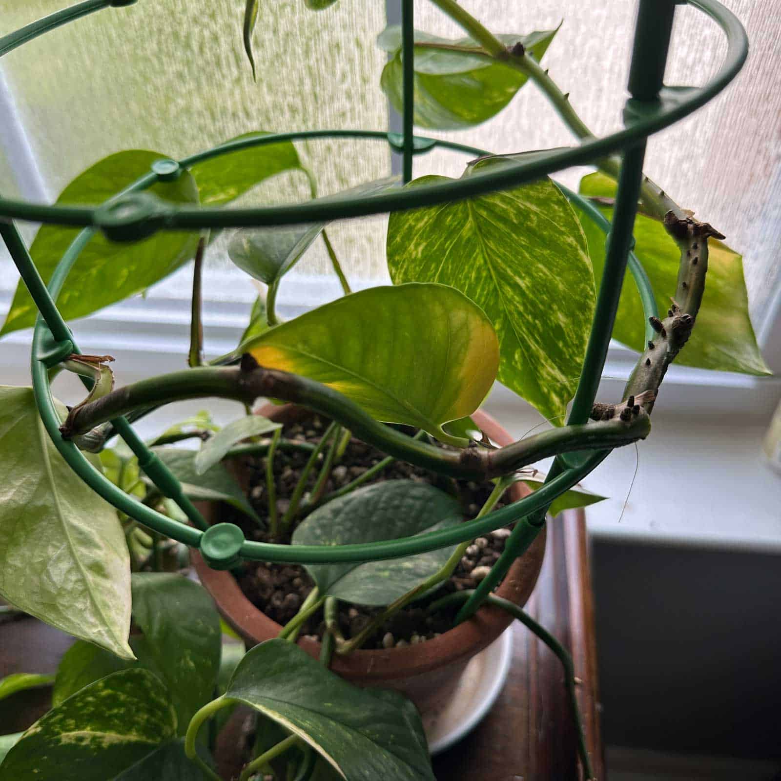 start wrapping the ivy around the stake round tomato plant - square image