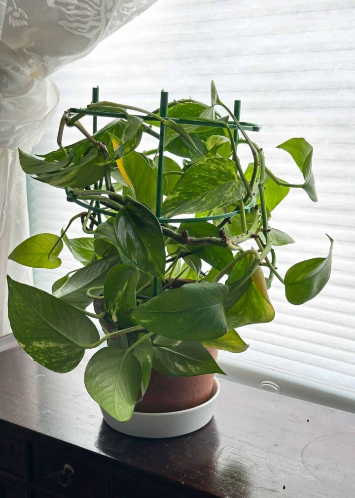 plant with tomato cage on a wood cabinet.