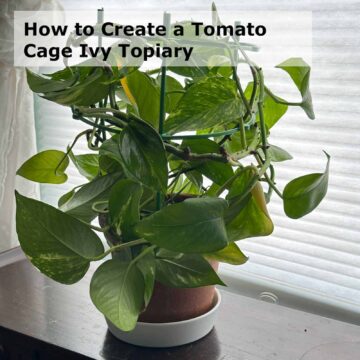 Title square image - at the top corner says the title - plant with tomato cage on a wood cabinet.