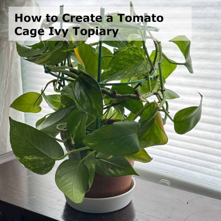 Title square image - at the top corner says the title - plant with tomato cage on a wood cabinet.