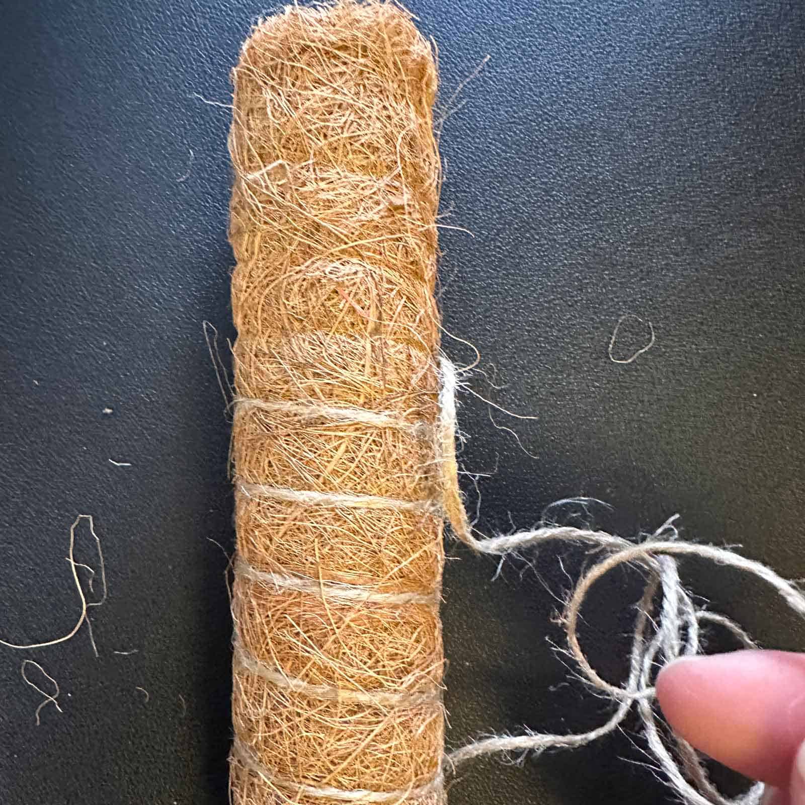 A hand and removing more twine from the coconut stake - square image