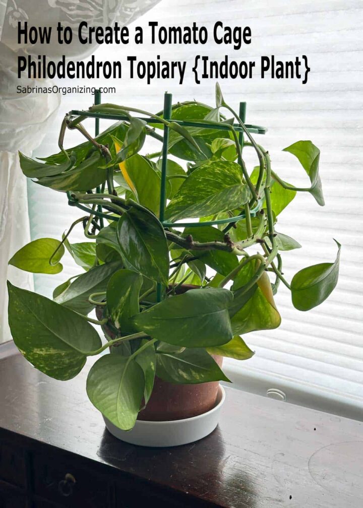 Title pinterest image - at the top corner says the title - plant with tomato cage on a wood cabinet.