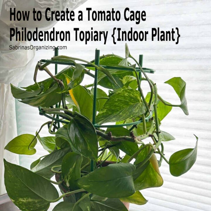 Title square image - at the top corner says the title - plant with tomato cage on a wood cabinet.