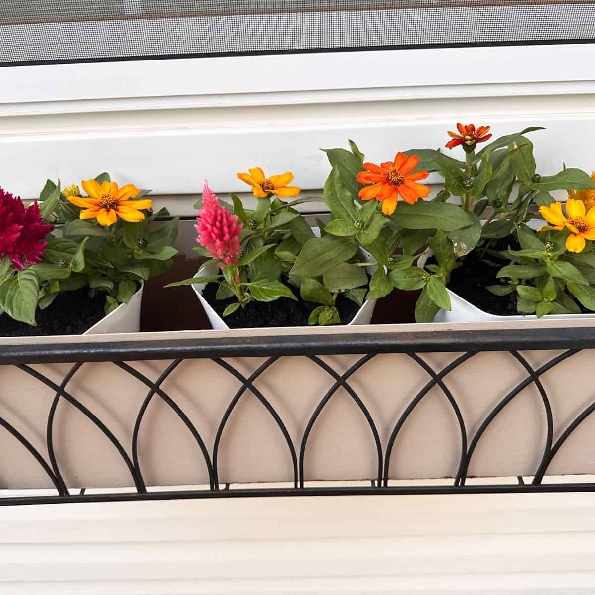 flowers in the window box under the window - square image