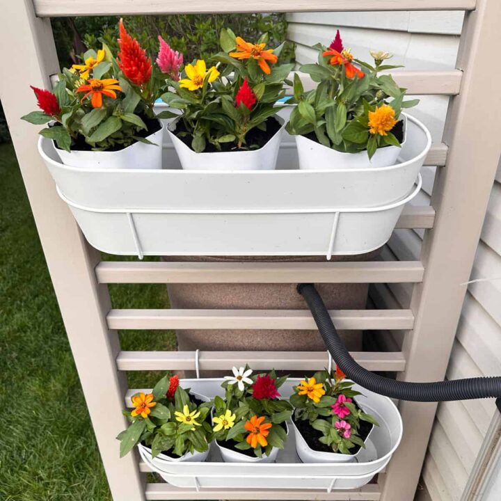 two window boxes hanging from a fence - square image