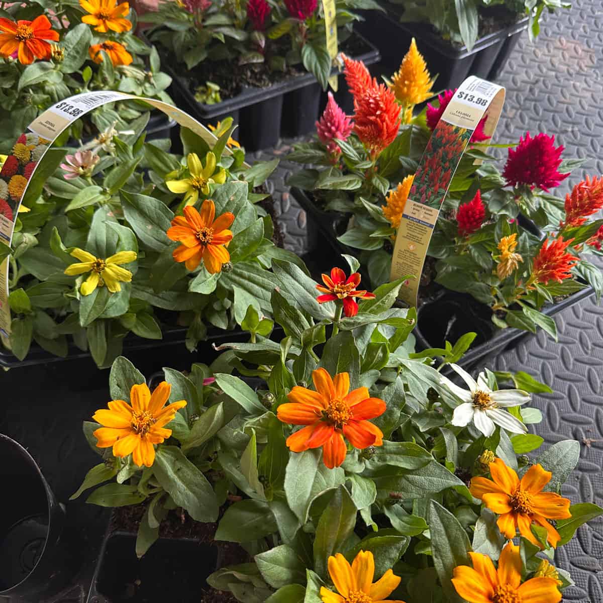 flowers getting ready to be transplanted - square image