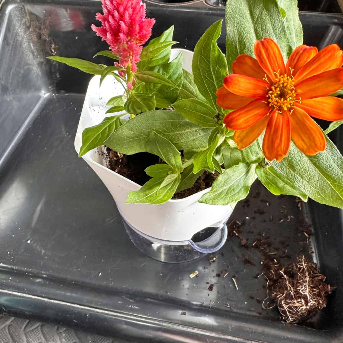 two flowers in a selfwatering pot - square image