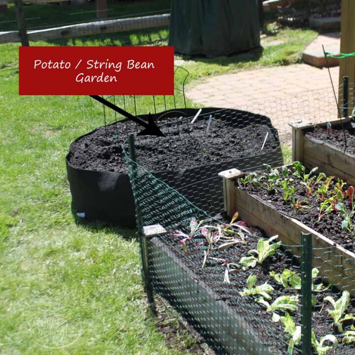 String beans and potato garden