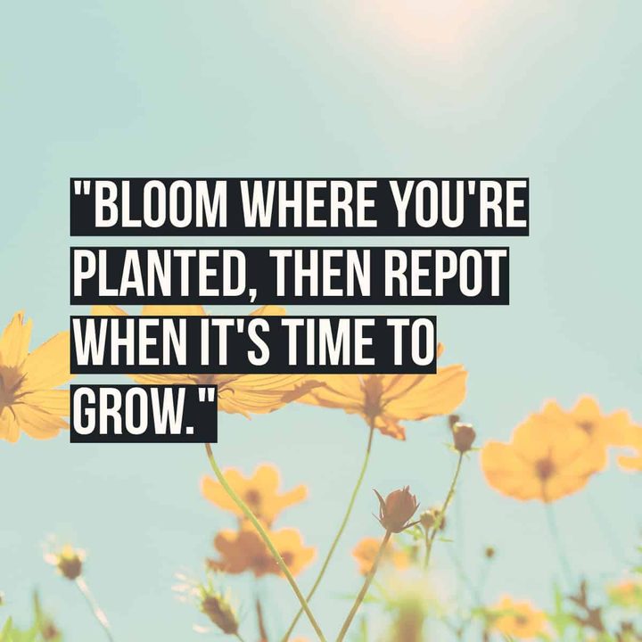 Bloom where you're planted, then repot when it's time to grow.